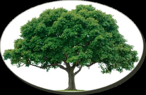 /media/uploads/organization/submitted/tree-jpeg.jpg